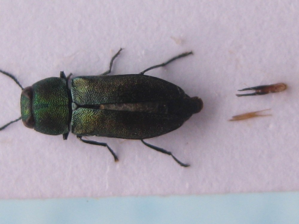 Златка дымчатая Жук фото и описание