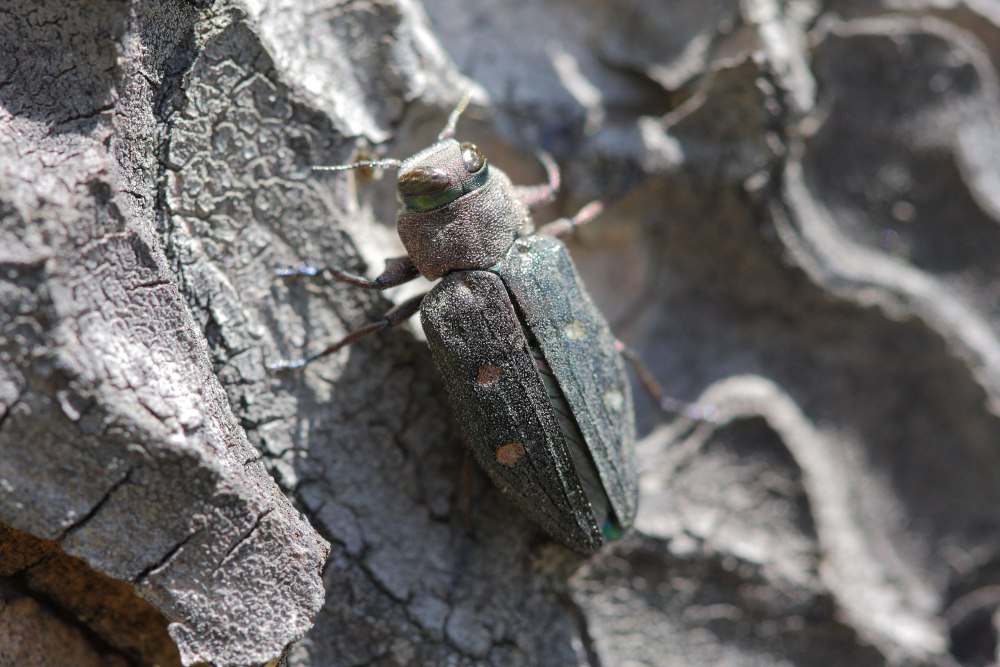 Жук Златка золотоямчатая