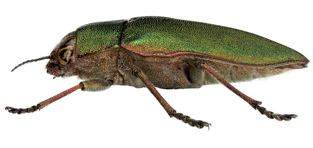 Сибирская Златка крыло