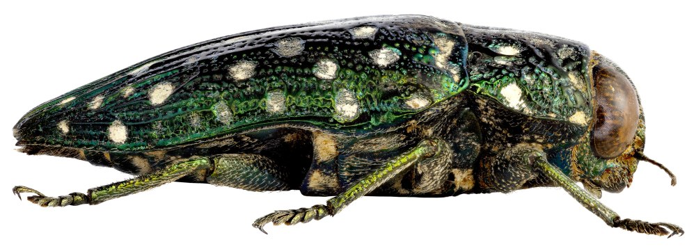 Златка Зоологическая иллюстрация