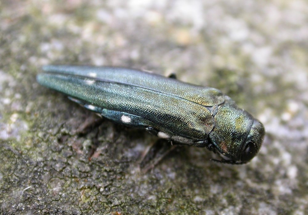 Agrilus biguttatus