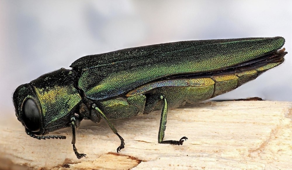 Изумрудная узкотелая Златка