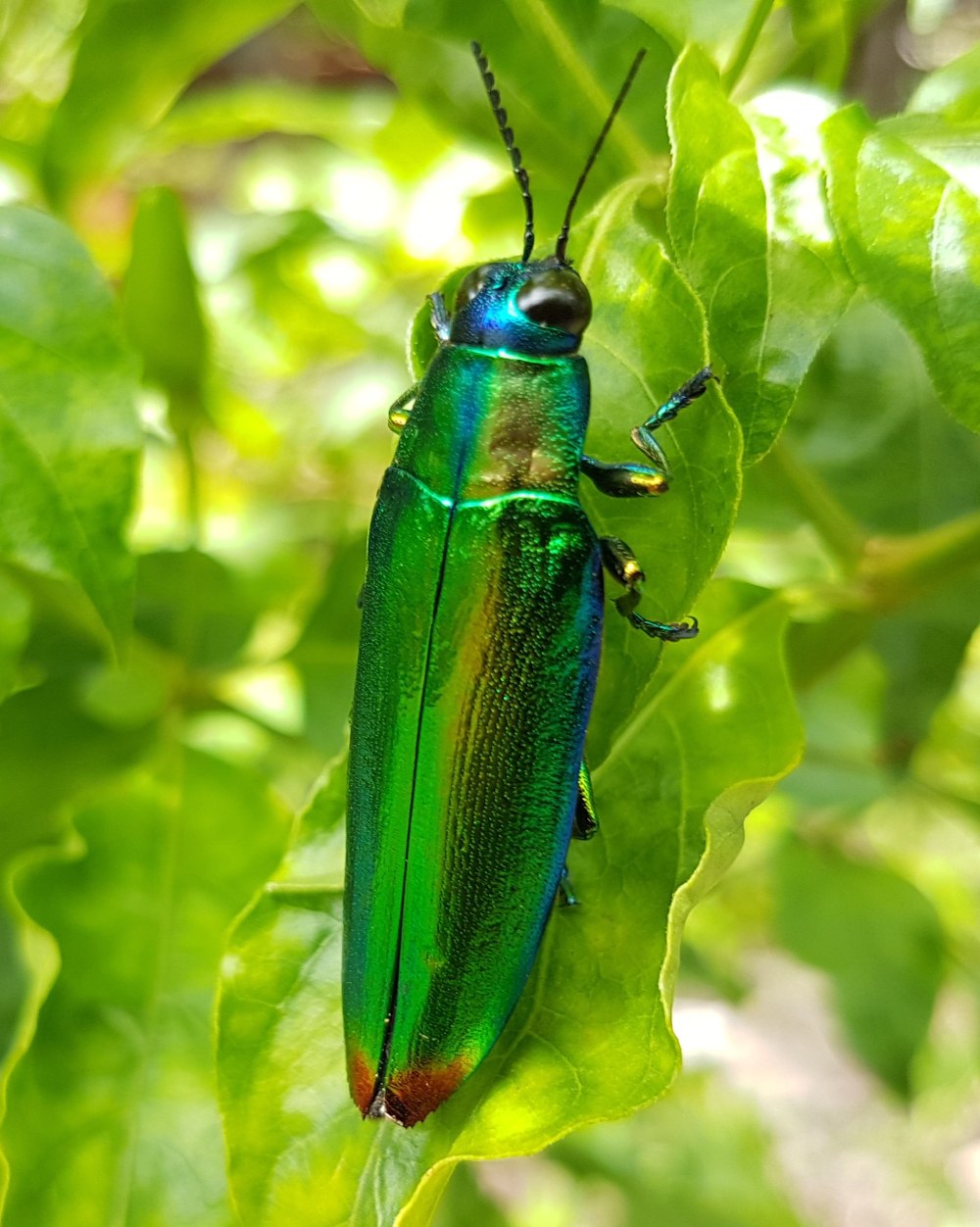Жук Chrysochroa