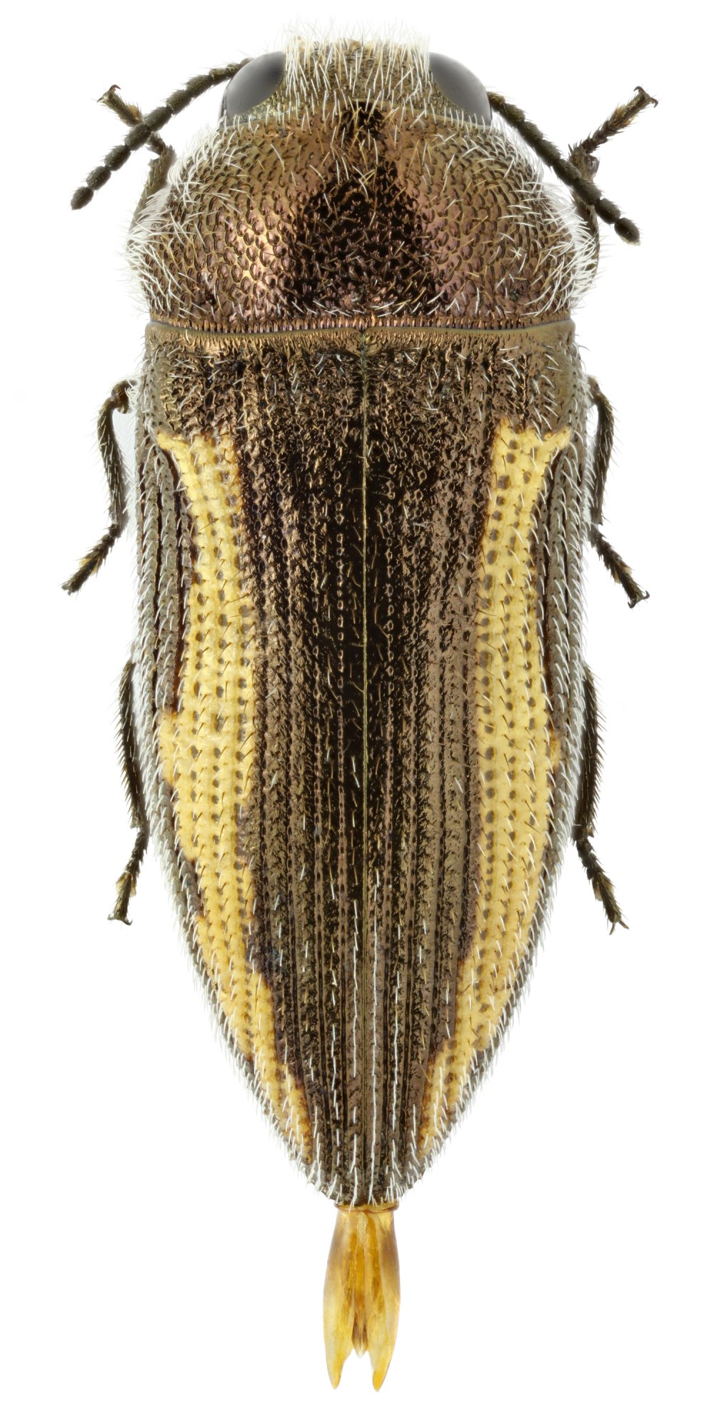 Acmaeodera