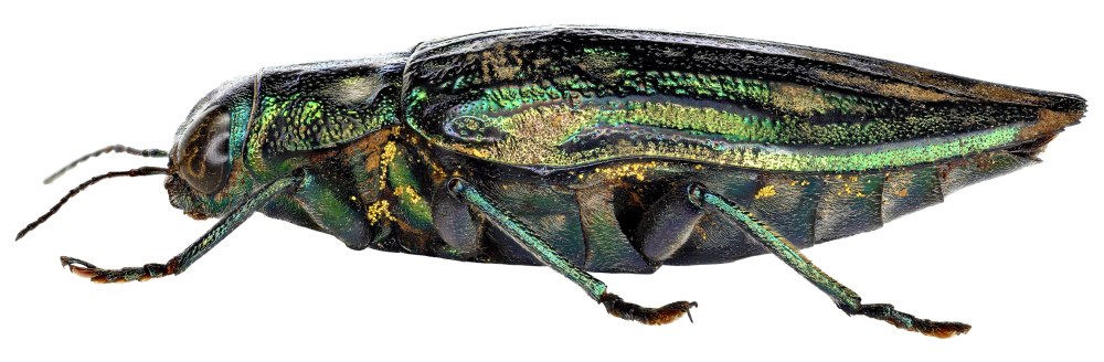 Златка Сосновая на белом фоне