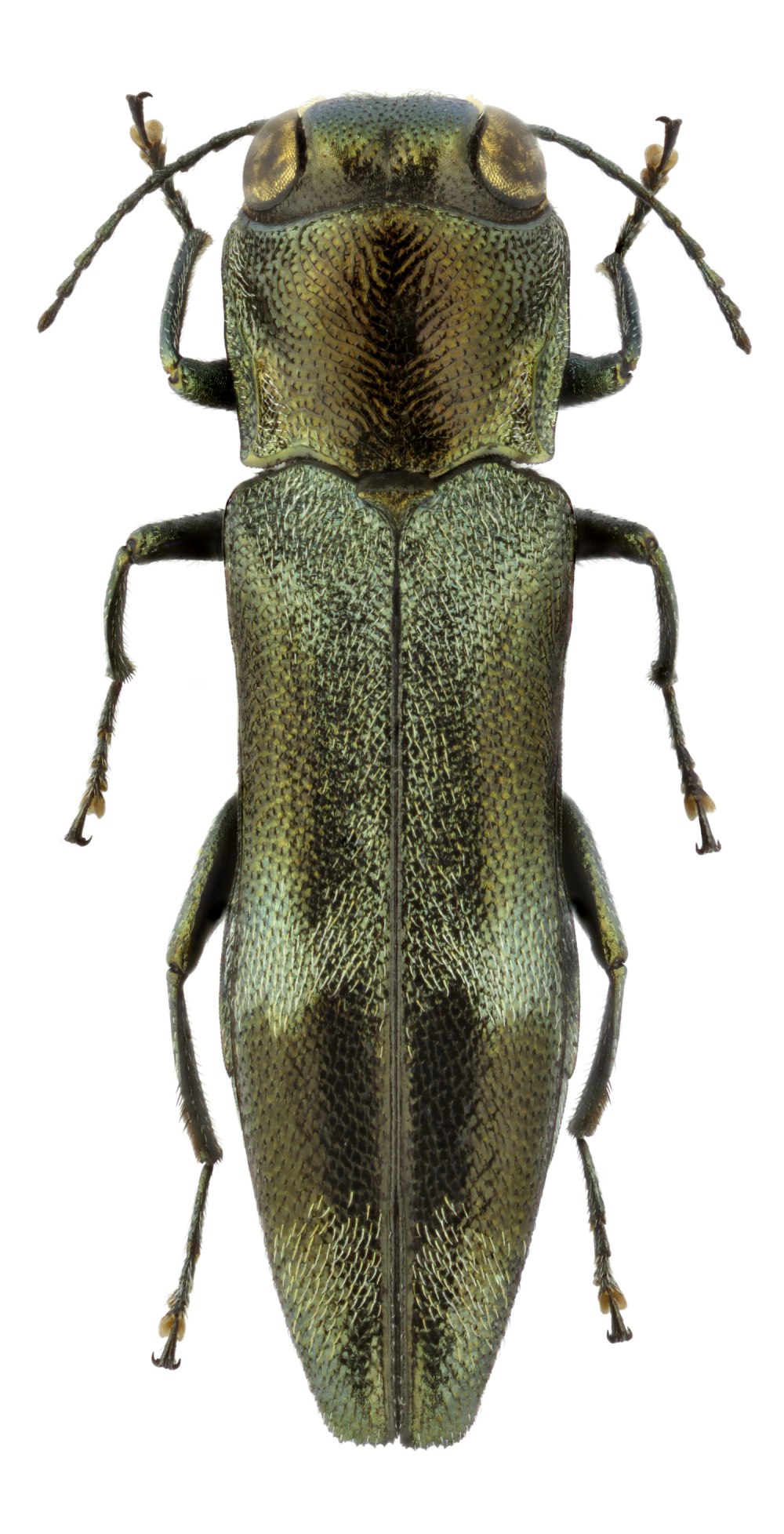 Узкотелая Златка