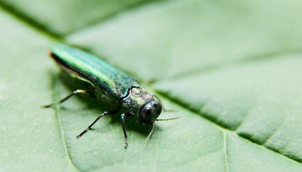 Ясеневая Изумрудная Златка