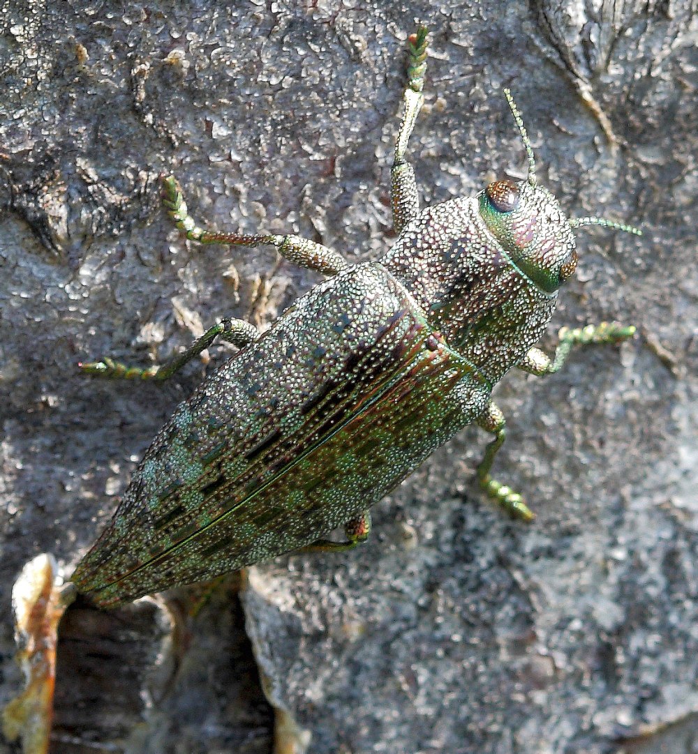 Placusa atrata (Mannerheim, 1830)