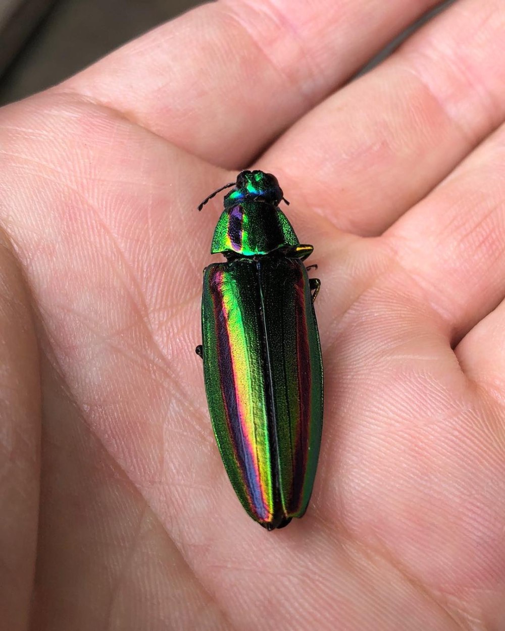 Изумрудная Златка Жук