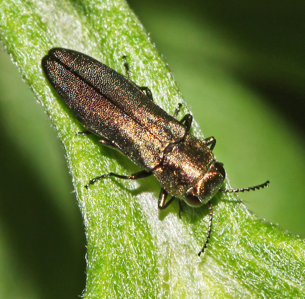 Жук Златка золотоямчатая