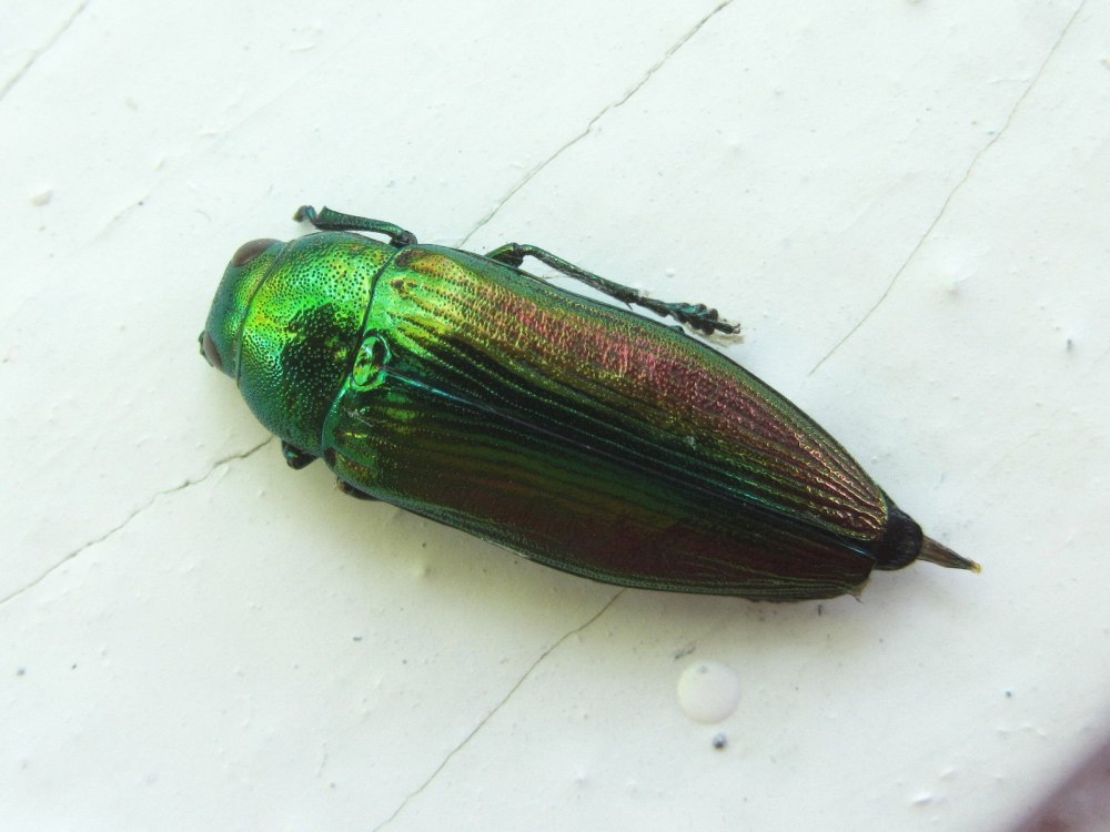 Жук Buprestidae