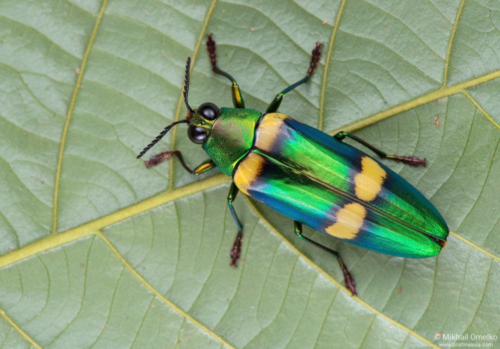 Buprestidae Златки