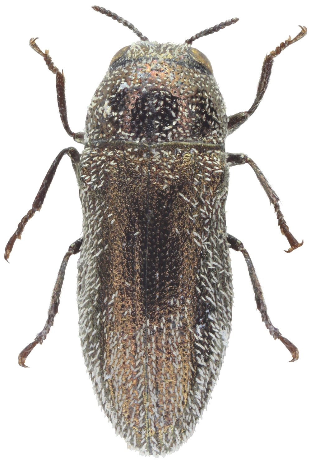 Тополевая пятнистая Златка