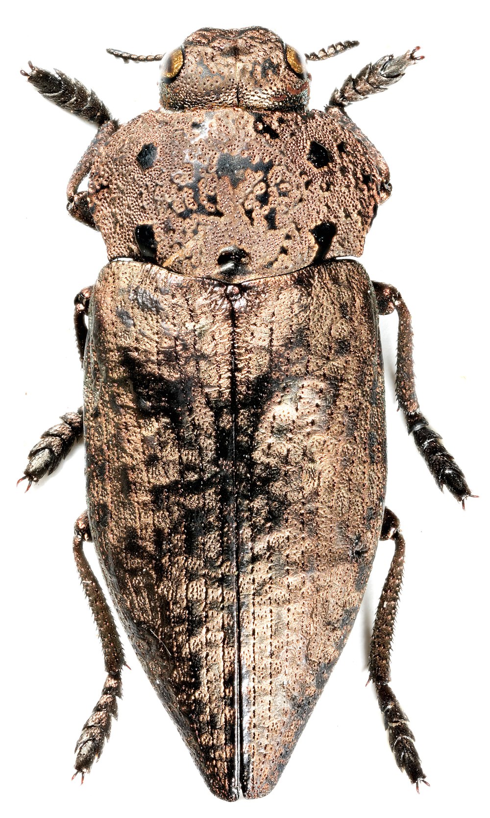 Capnodis tenebricosa