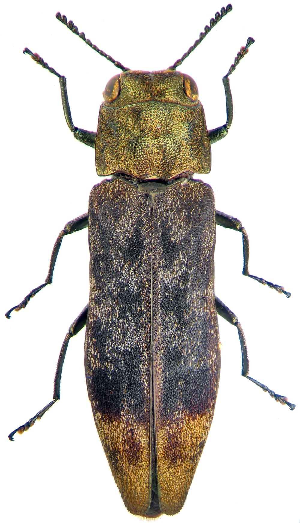 Узкотелая Златка