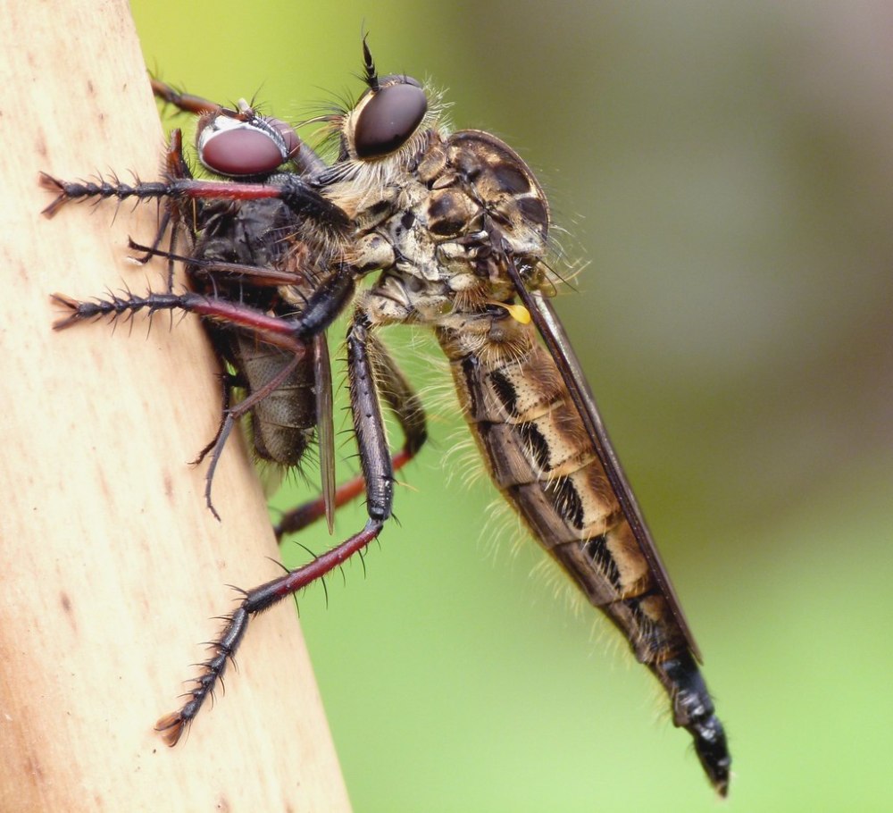 Efferia Asilinae