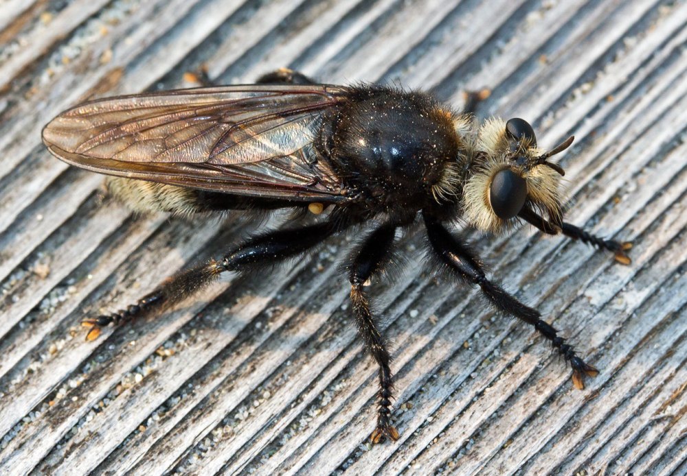 Ктырь горбатый Laphria gibbosa