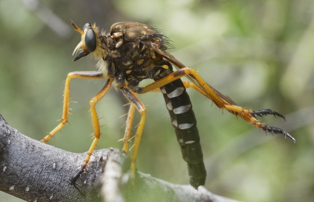 Robber Fly Hornet