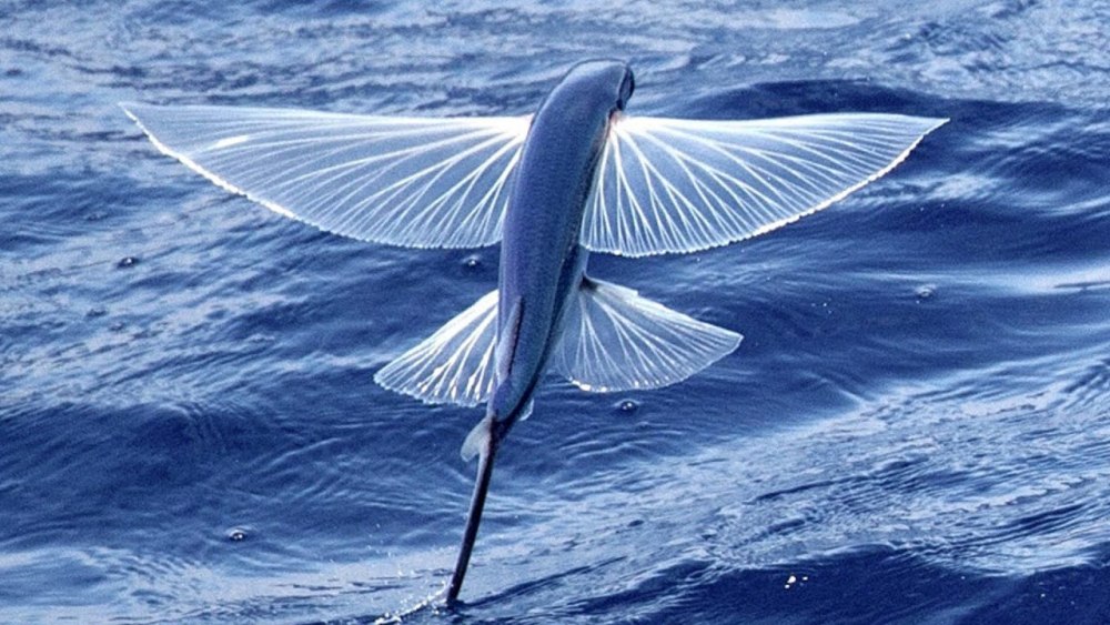 Fly Fish f16