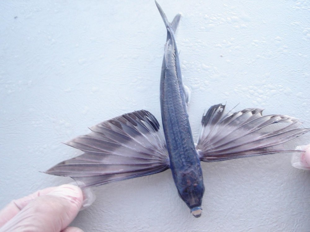 Exocoetus volitans
