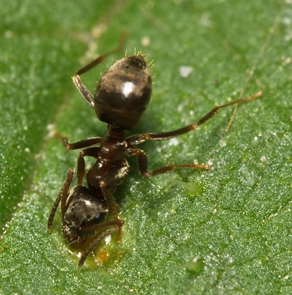 Как выглядит муравьев. Черные садовые муравьи (Lasius Niger).. Лазиус platythorax. Лазиус флавус. Муравьиная Королева матка.