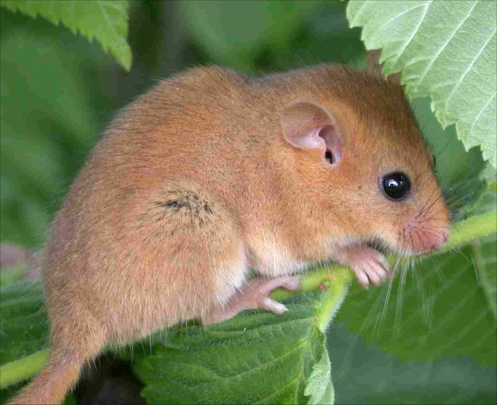 Орешниковая Соня красная