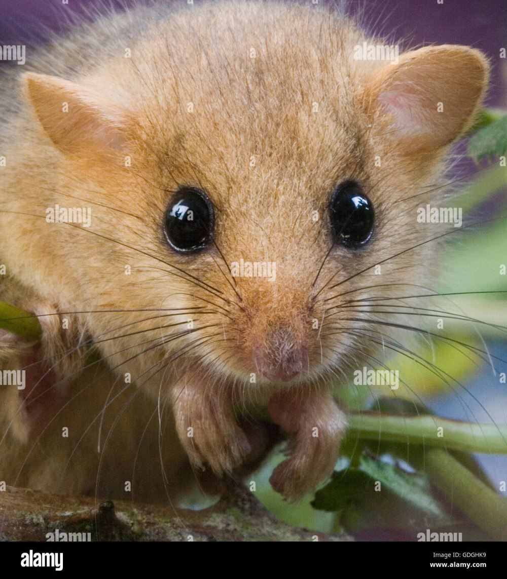 Dormouse перевод