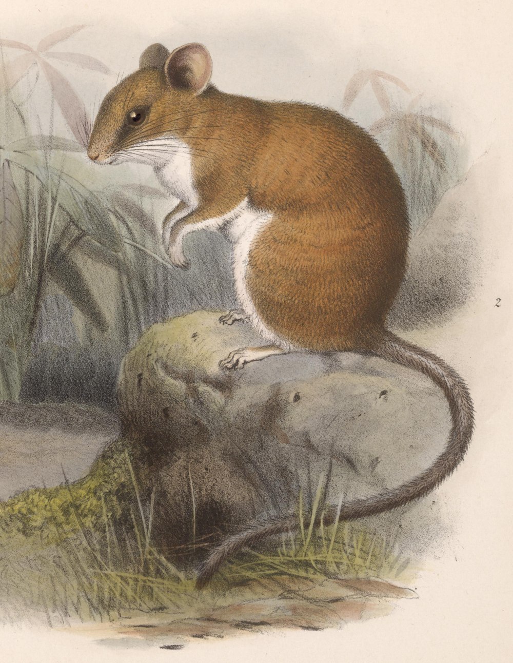 Колумбийский лазающий хомяк