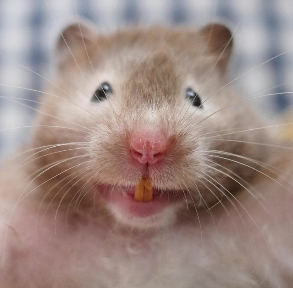 Странный хомяк