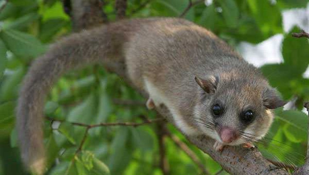 Грызун Соня полчок