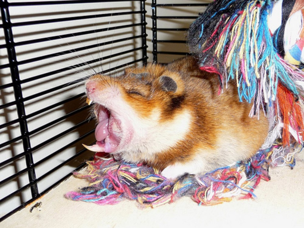 Вещи для хомяка