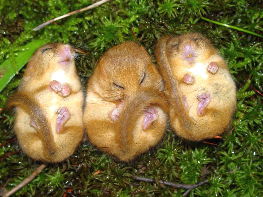 Сони картинки смешные