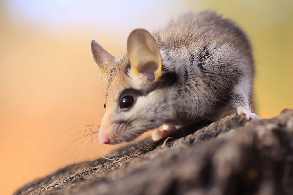 Садовая Соня eliomys quercinus