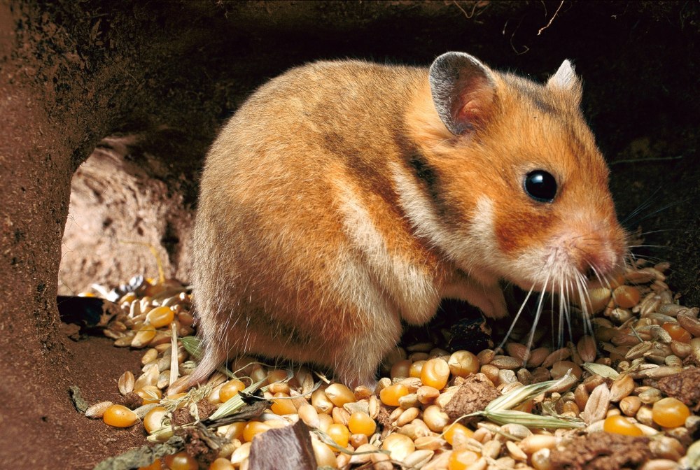 Сирийский золотистый хомячок