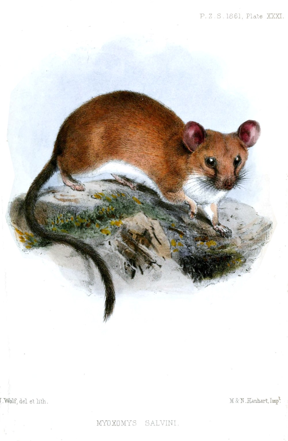 Юкатанский соневидный хомячок