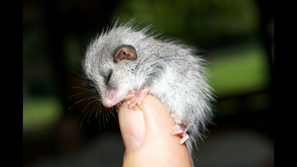 Австралийский карликовый поссум