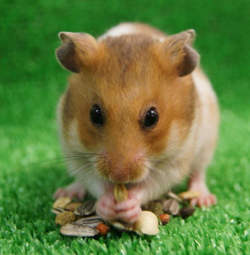 Сирийский хомяк золотистый