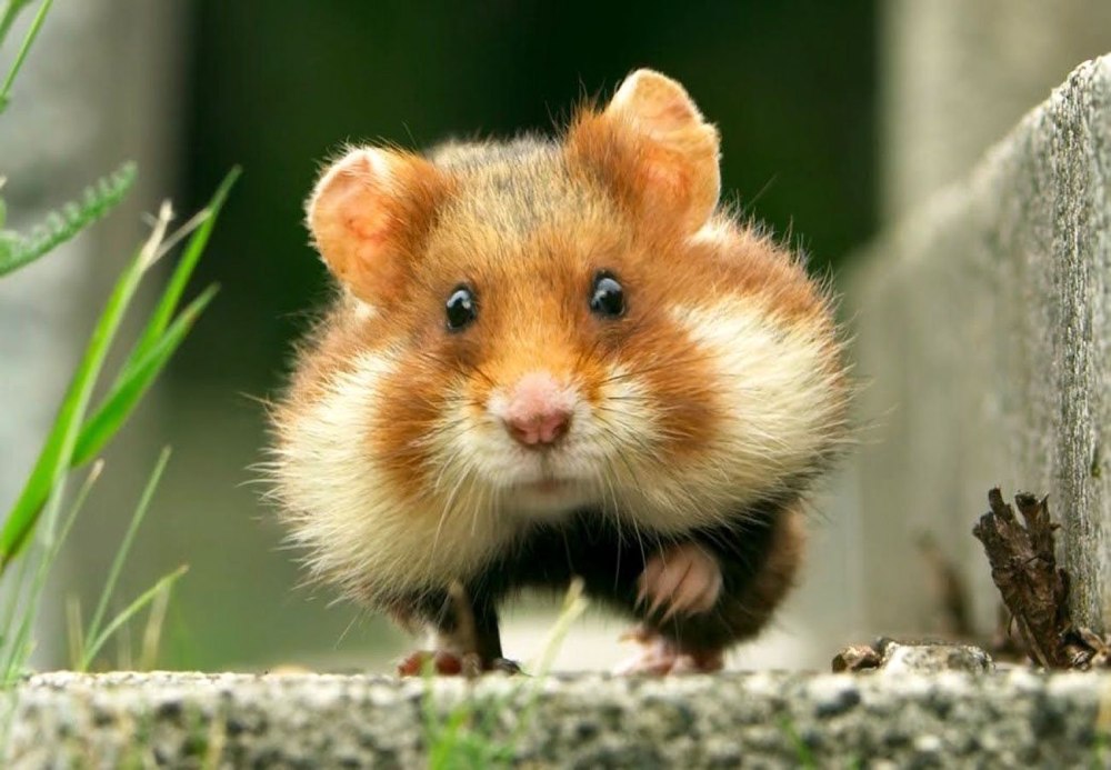 Рыжий хомяк