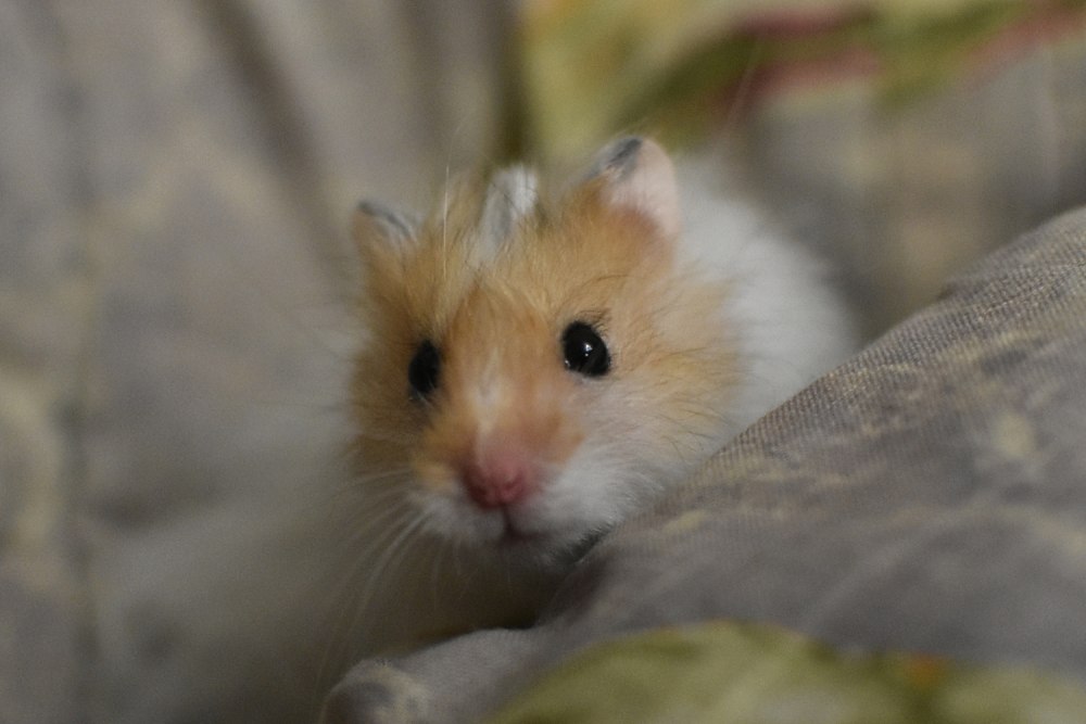 Дневник моего хомяка