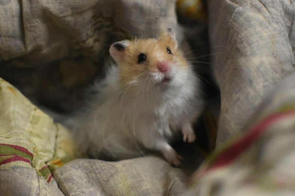 Острый хомякоз