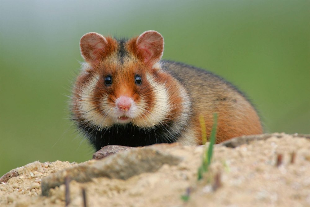 Земляной хомяк карбыш