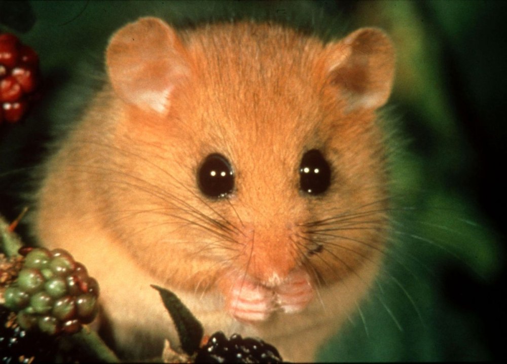 Соня отряд млекопитающих