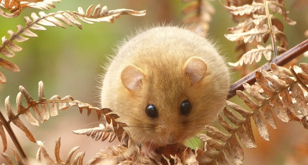 Орешниковая Соня арт