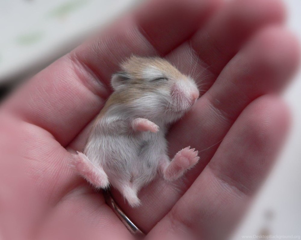 Джунгарские хомячки маленькие новорождённые