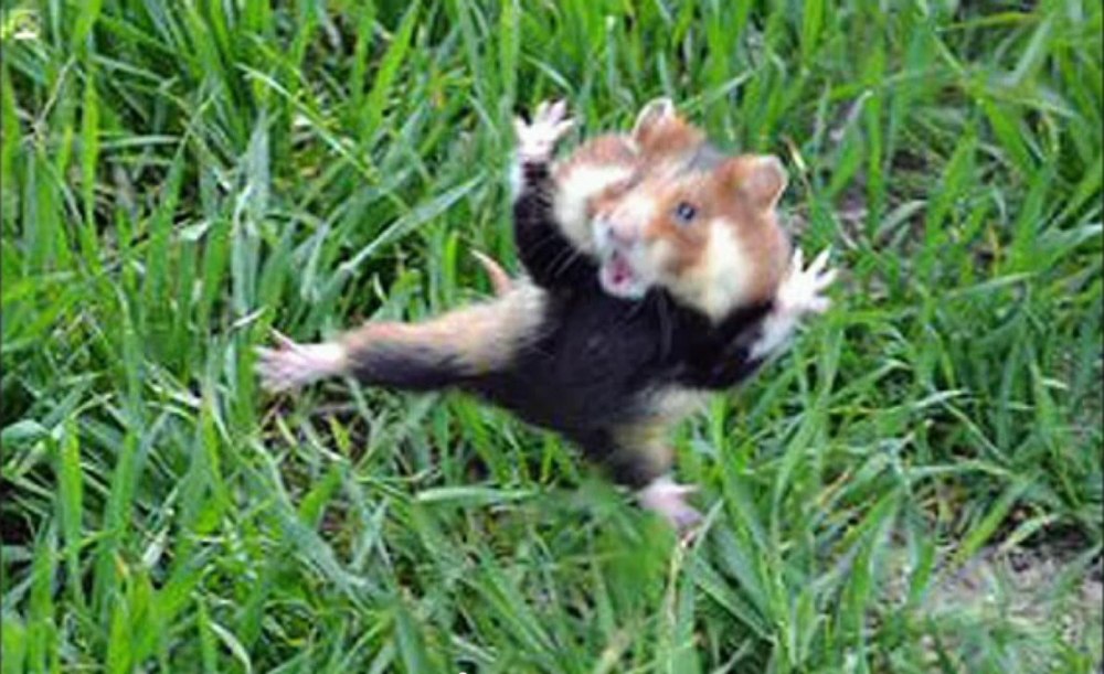 Хомяк злой карбыш