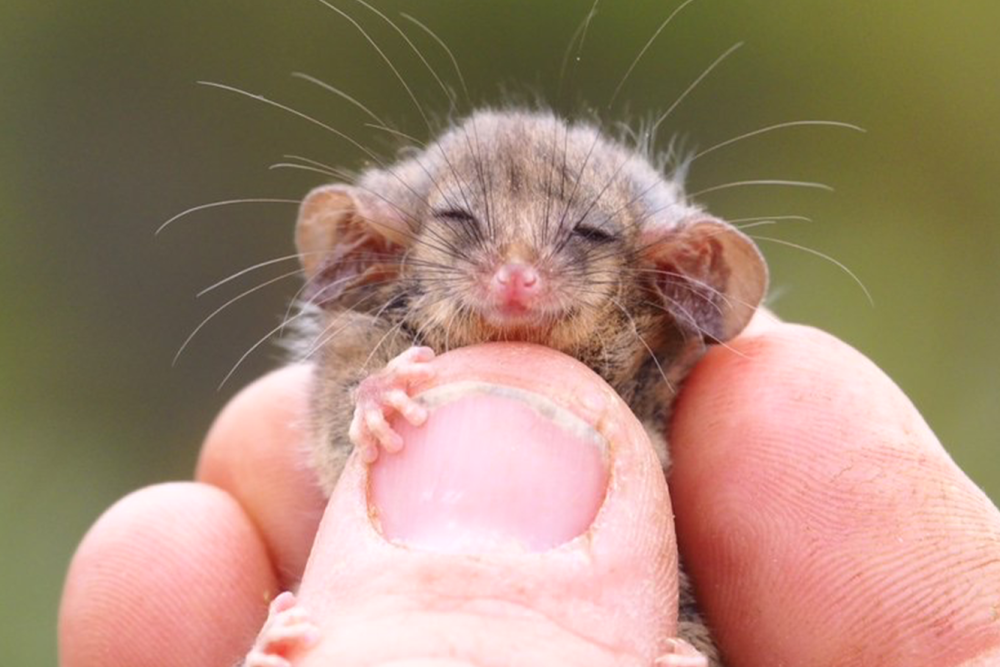 Карликовый поссум