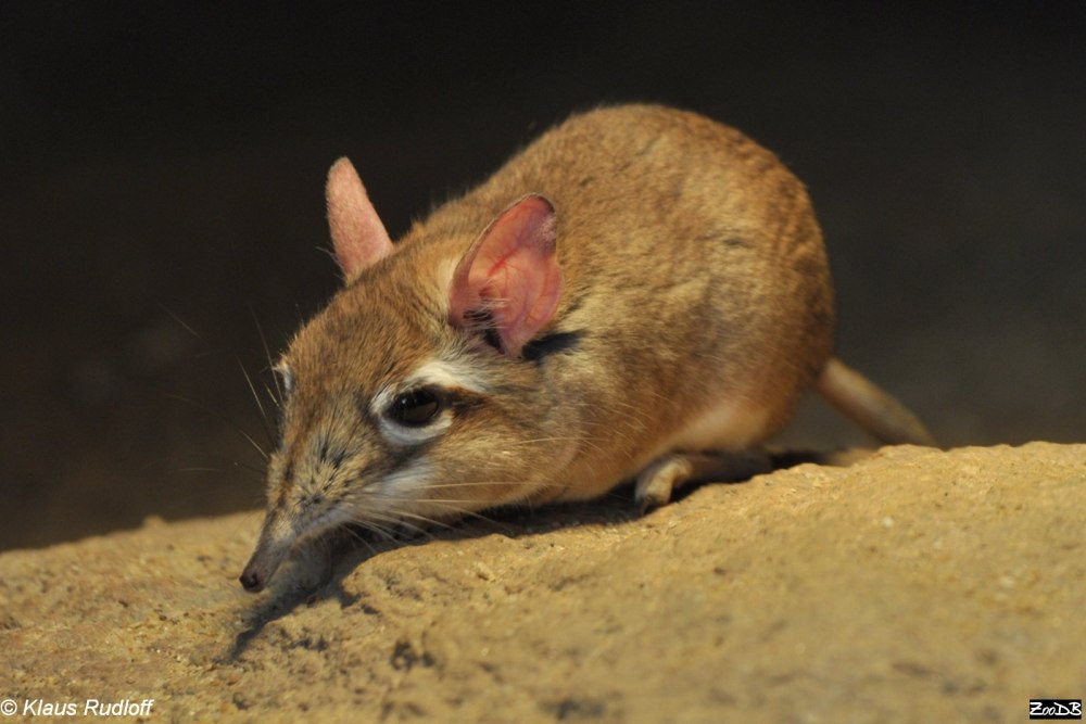 Elephantulus rufescens