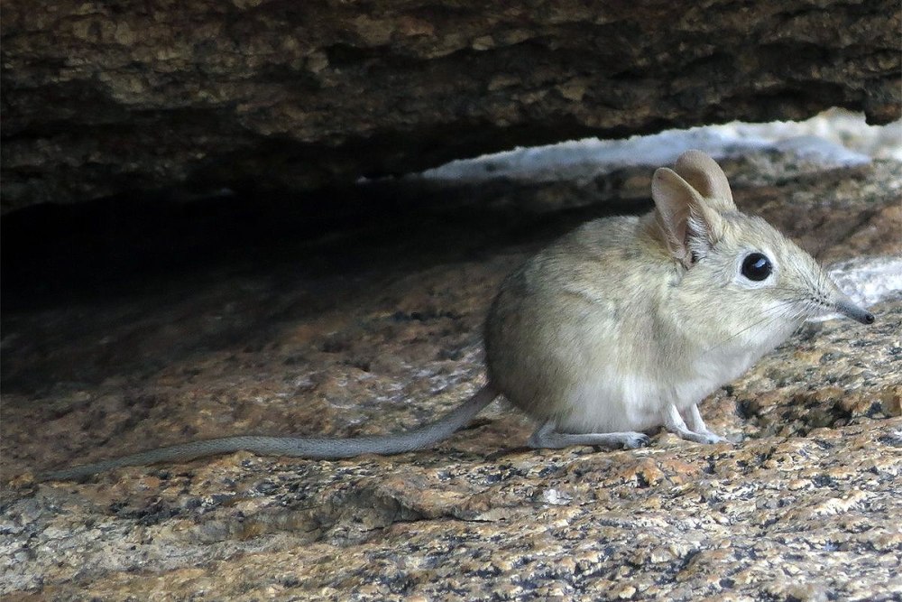 Длинноухий прыгунчик (Elephant Shrew)
