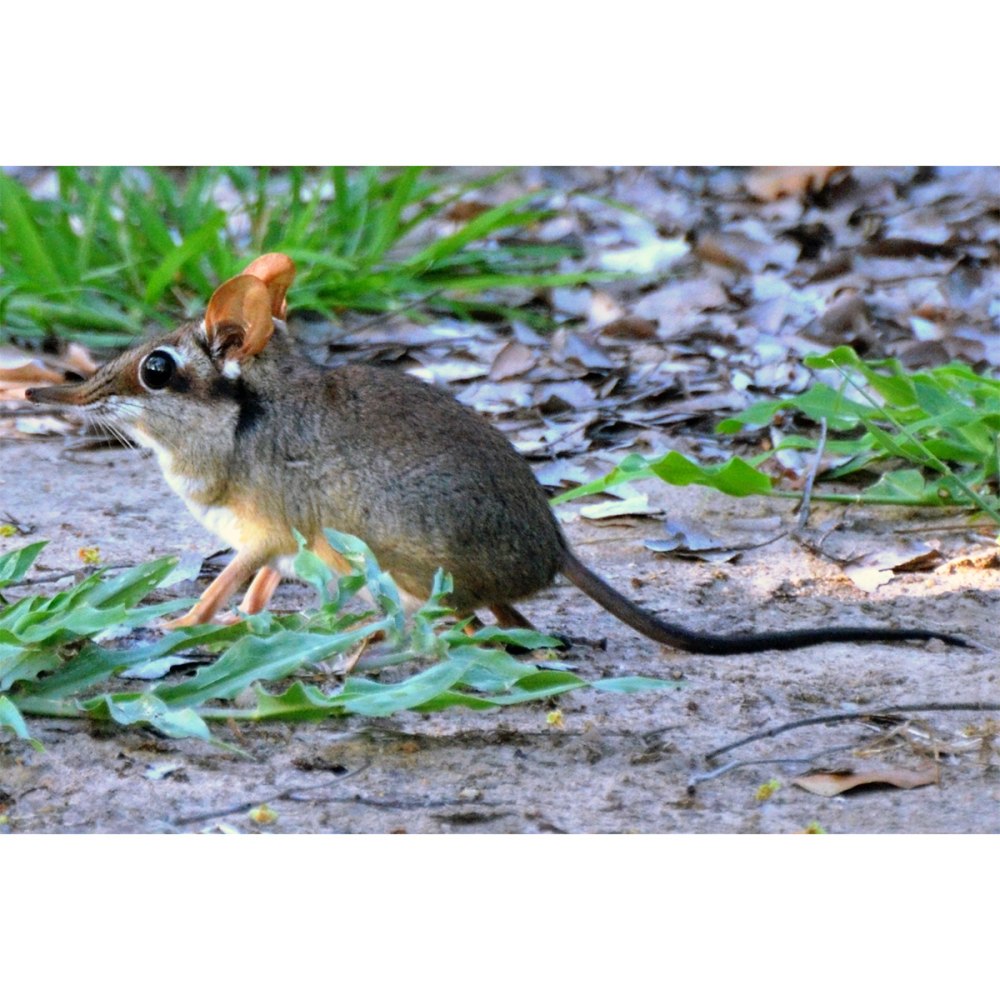 Длинноухий прыгунчик (Elephant Shrew)