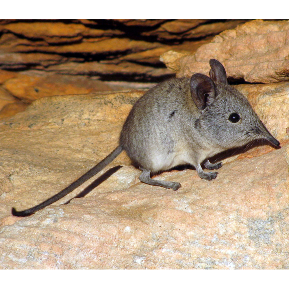 Длинноухий прыгунчик (Elephant Shrew)